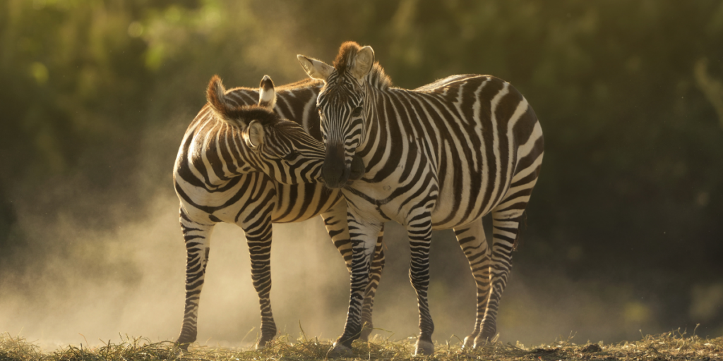 The Hidden Wonders of Wildlife Around the World