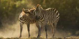 The Hidden Wonders of Wildlife Around the World