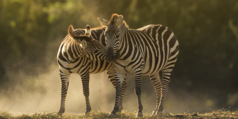 The Hidden Wonders of Wildlife Around the World