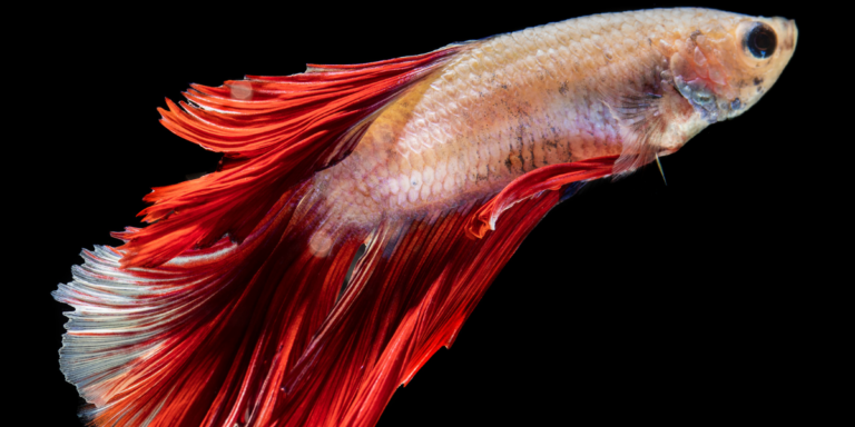 The Most Colorful Freshwater Fishes in the World