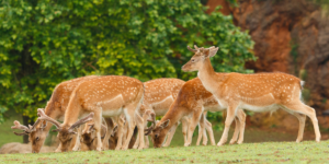 Wildlife Animals That Use Sound for Communication