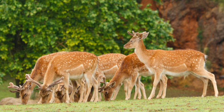 Wildlife Animals That Use Sound for Communication